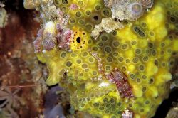 Frogfish mugshot. Taken in Kapalai with D70, 105mm lens &... by Beverly Speed 
